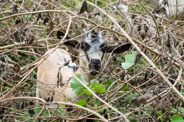 Young white black goat in bramble