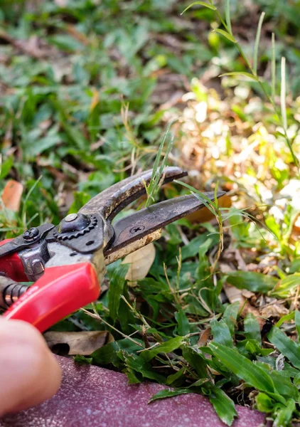 Gardener hand using secateurs cutting grass — Stock Photo, Image