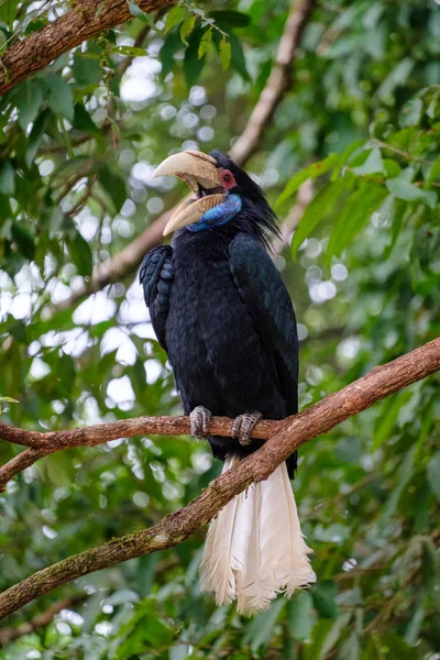 Великий птах птахи-носороги синій шиї сиділа на дереві в парку — стокове фото