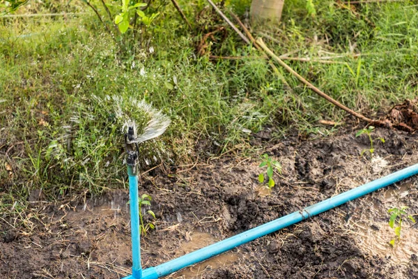 Close-up Sprinkler irrigation watering form blue pipe in the far — Stock Photo, Image