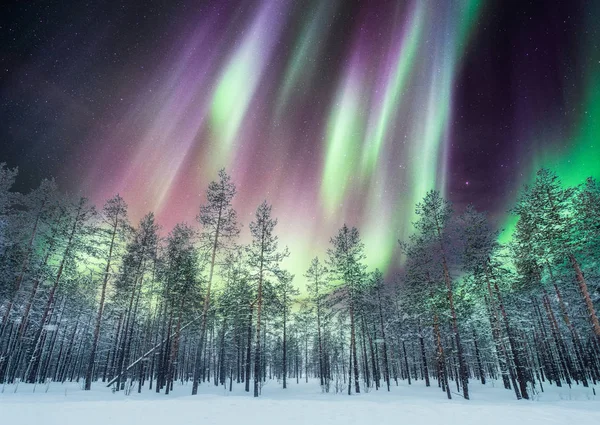 Aurora borealis çam ormanı üstünde kar üzerinde