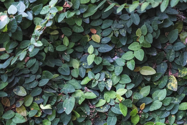 Gröna frodiga blad naturliga bakgrund — Stockfoto