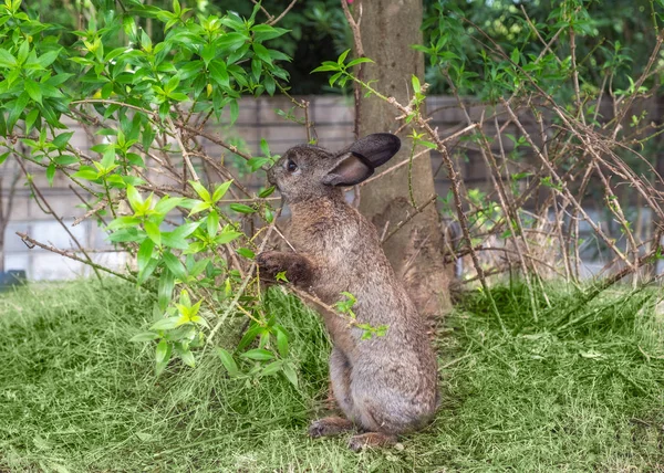 Brun branche de lapin tenant avec feuille mangeuse — Photo