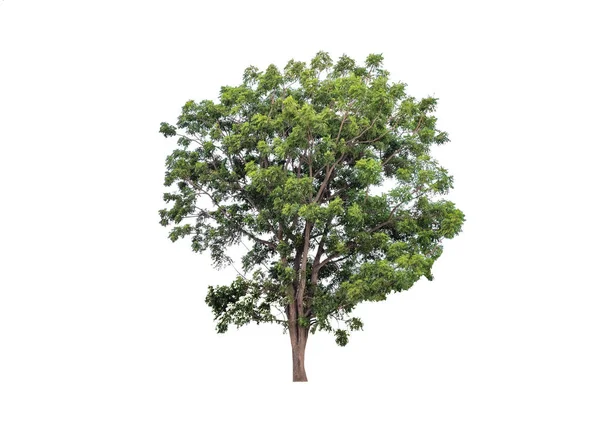 Большие зеленые листья деревьев со стволом — стоковое фото