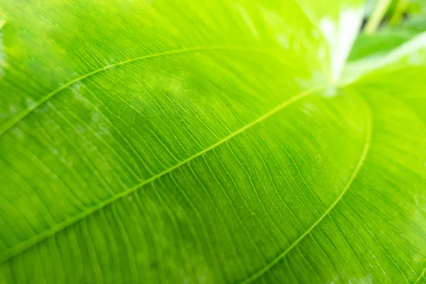 Detalle de cerca hoja verde con luz solar —  Fotos de Stock