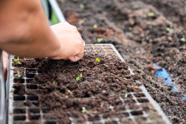 El bahçıvan tarım fide s içinde tepsi üzerinde yeşil meşe marul