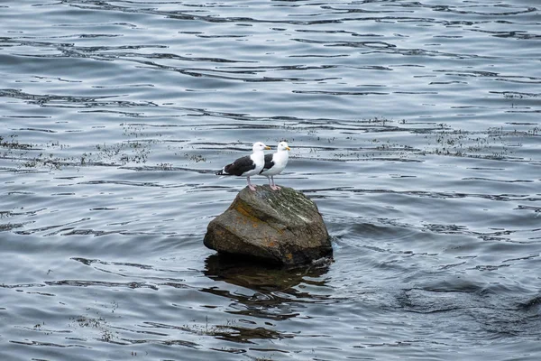 Par de aves gaviotas de pie sobre roca — Foto de Stock