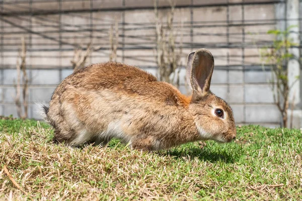 Коричневый кролик стоит на лужайке — стоковое фото