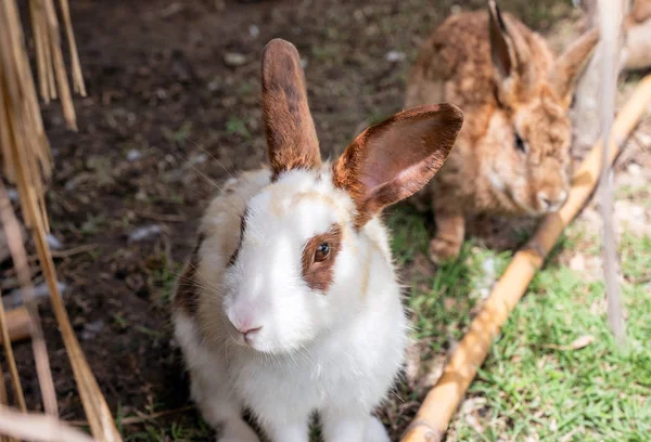 Lapin blanc brun debout sur la pelouse — Photo