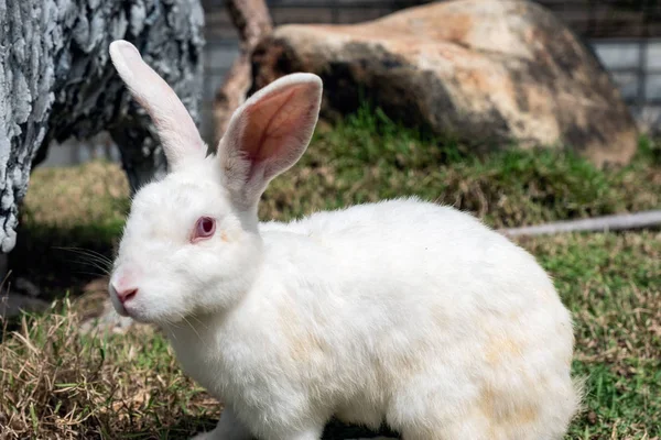 Lapin blanc aux yeux rouges un amical sur l'herbe — Photo