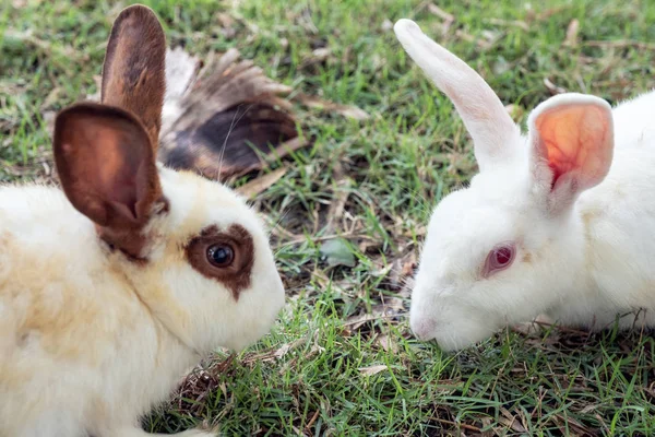 stock image Two adorable Rabbit a friendly with facing each on lawn