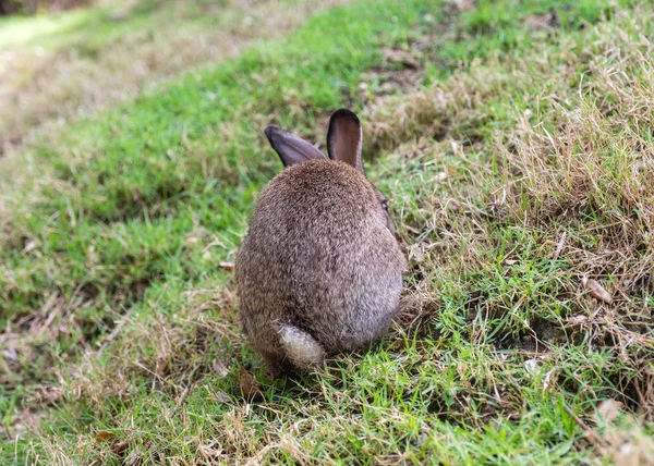 Arrière de lapin brun debout sur la pelouse — Photo