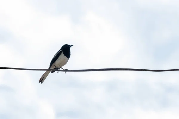 Східний мак Рін птах, що звисає на лінії — стокове фото