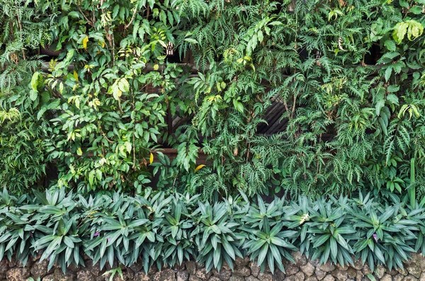 Zelená různých rostlin v ohradní zdi zahrady — Stock fotografie