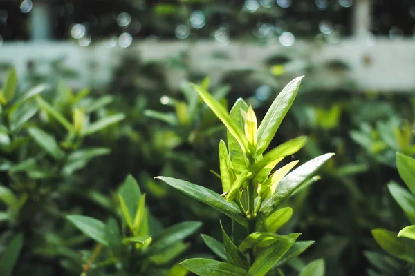 Primo piano cima di foglia verde in giardino lussureggiante — Foto Stock