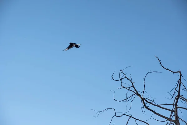 Small bird flying flutter on blue sky — Stock Photo, Image