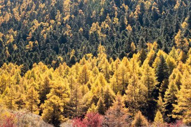 Altın çam ormanı tepe üzerinde