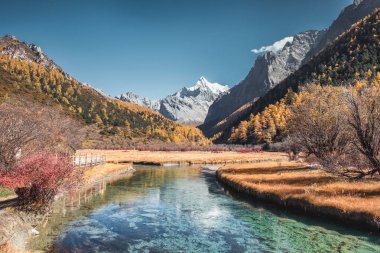 Son Shangri-La Chana Dorje dağ autu çam ormanı ile