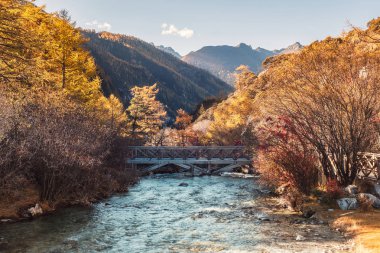 Köprüyü valley Yading adlı altın çam ormanında