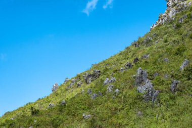 Gökyüzü ile yeşil yamaç tepede küçük Goral