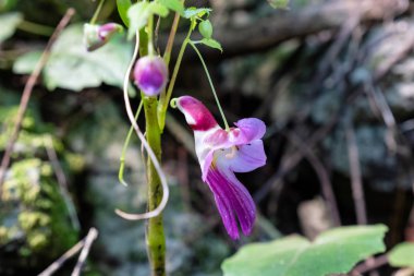 Nadir Parrot Çiçek kök üzerinde asılı papağan benzer bir şekli