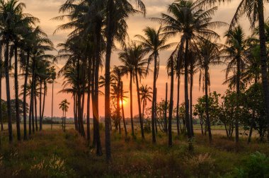 Hindistan cevizi plantasyon içinde renkli günbatımı