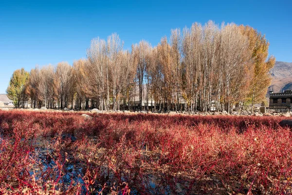 Ginkgo árvore com prado vermelho no outono no pântano — Fotografia de Stock