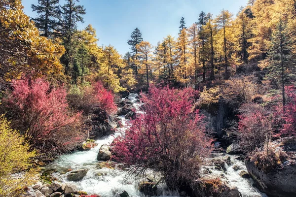 Colorido bosque de pinos con cascada en el valle en el parque nacional — Foto de Stock