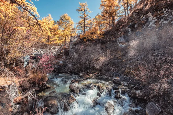 Colorida cascada en bosque de pinos de otoño — Foto de Stock