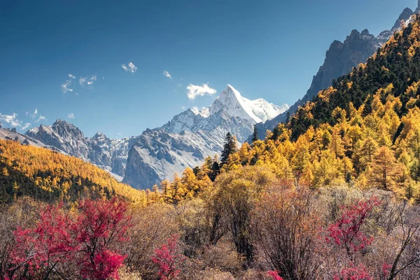 Die letzte shangri-la mit dem Berg chana dorje im Herbst Kiefer für — Stockfoto