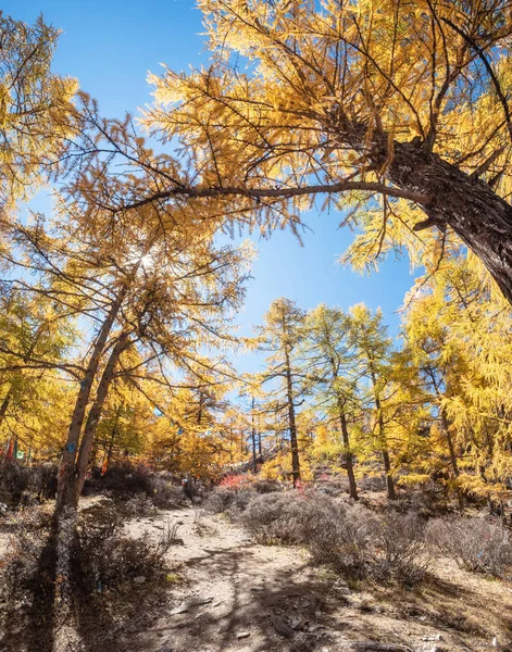 Yellow pine forest i höst — Stockfoto