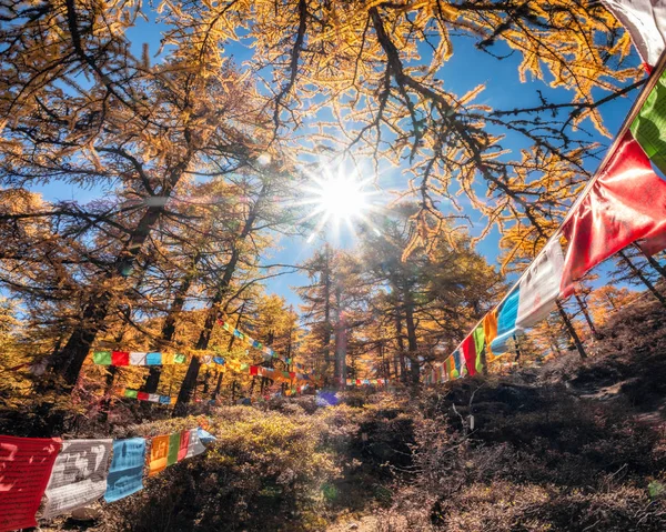 Lumière du soleil brillant dans la forêt de pins dorés avec des drapeaux colorés praye — Photo