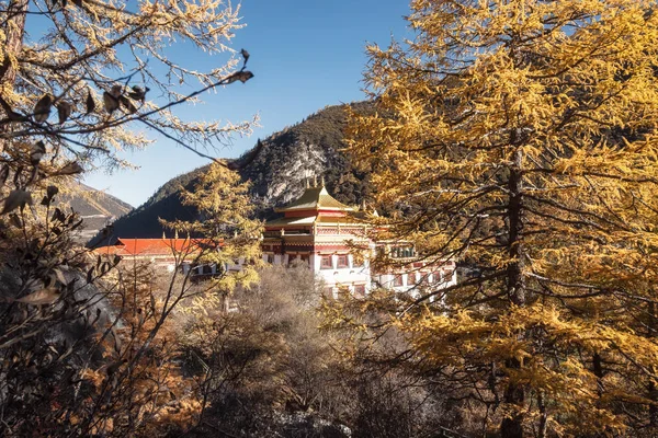 Chong Gu klášter svítilo podzimní borovém lese u Yading natur — Stock fotografie