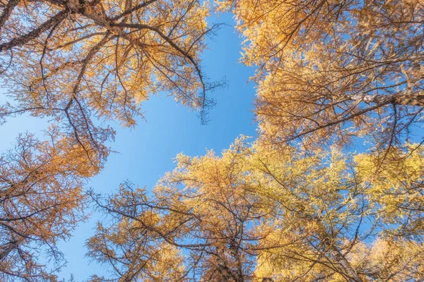 金黄松树森林与蓝天背景 — 图库照片
