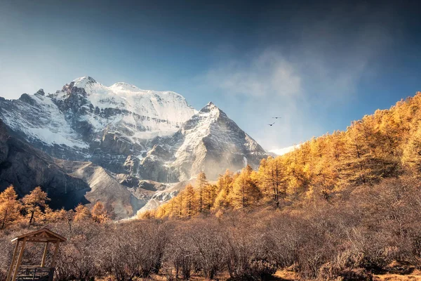 Xiannairi heiliger Berg mit goldenem Kiefernwald im Herbst bei Yad — Stockfoto