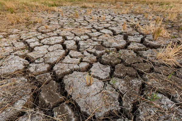 Textura de suelo agrietado seco en campos — Foto de Stock