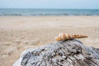 Kereste, deniz kabukları yerleştirilen