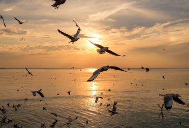 Akşam saatlerinde deniz Tayland Körfezi üzerinde uçan martıları sürüsü