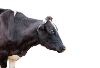 Gruptaki yanında baş inek