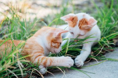 Saplı iki yavru kedi tatlı birlikte çimenlerin üzerinde eller