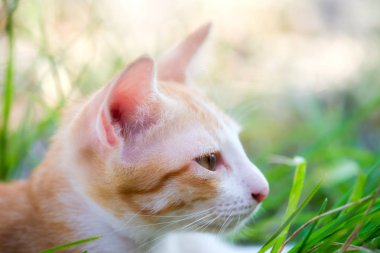 Altın beyaz kabarık kedi otların arasında rahatlatıcı