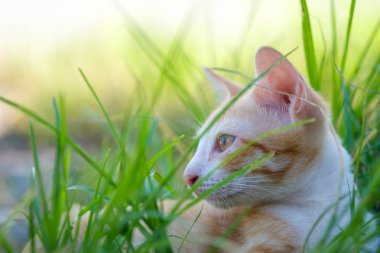Altın beyaz kabarık kedi otların arasında rahatlatıcı