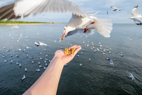 Lanche de porco de alimentação manual com gaivotas — Fotografia de Stock