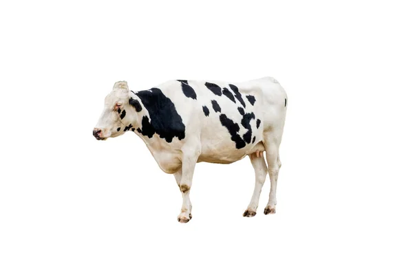 Cow white black spotted have breast standing in farm, Isolated o — Stock Photo, Image