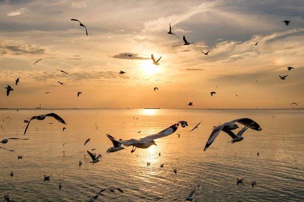 Κοπάδι γλάροι που πετούν στη θάλασσα του κόλπου της Ταϊλάνδης στο βράδυ — Φωτογραφία Αρχείου