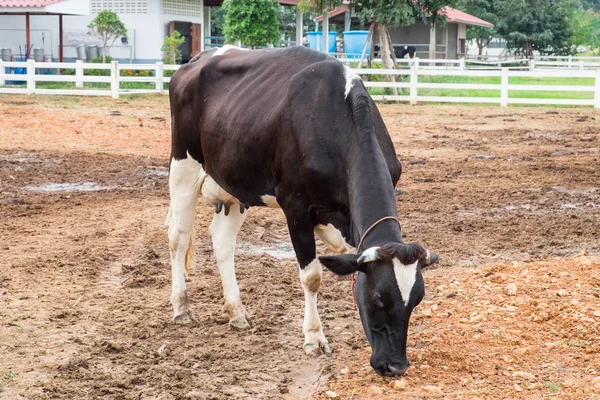 Kuh weiß schwarz gebogen essen auf Feld — Stockfoto