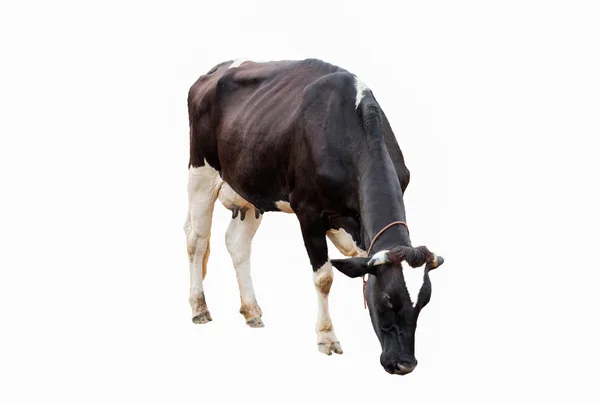 Kuh weiß schwarz gebogen essen auf Feld in Bauernhof — Stockfoto