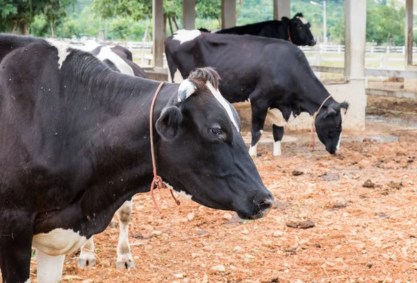 Testa di vacca accanto al bestiame — Foto Stock