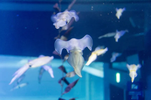 Grupo de lulas em mar azul profundo — Fotografia de Stock