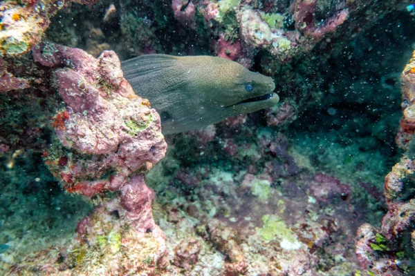 Moray węgorzy ukrywa się w coral reef — Zdjęcie stockowe